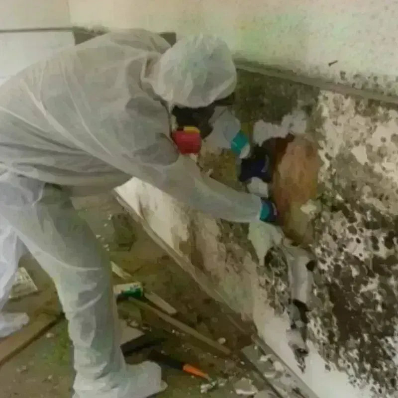 Mold Remediation and Removal in Trentwood, WA